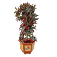 Ardisia Crenata | Red Fortune Berry