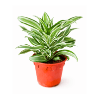 Dracaena ‘Warneckii’