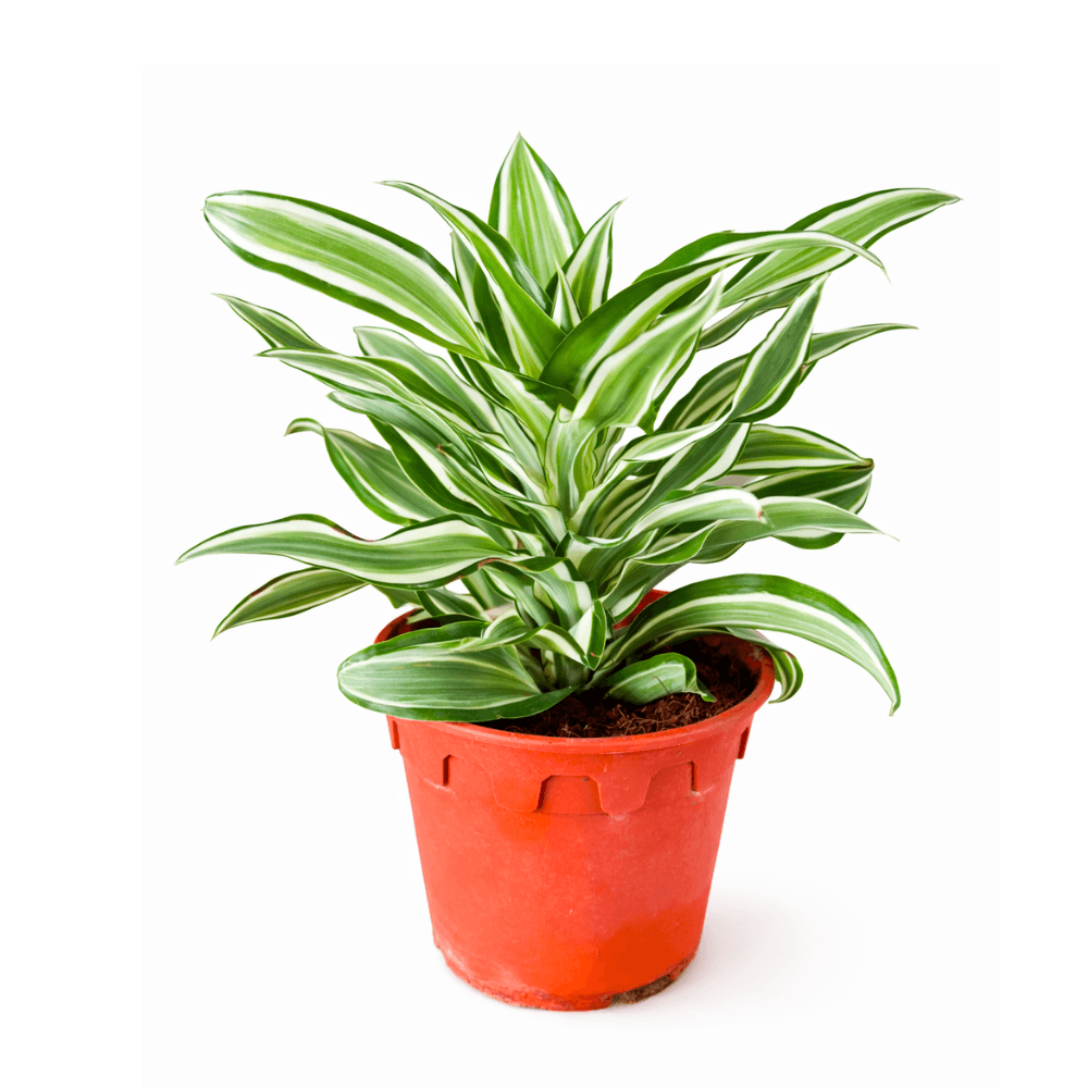 Dracaena ‘Warneckii’ Dracaena ‘Warneckii’
