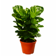 Ficus Lyrata 3pp
