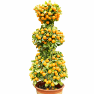 Four Season Lime 3-Tier Prosperity Tree