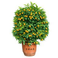 Kumquat-with-Decor-–-金桔-Citrus-japonica-formerly-Fortunella-14-inch-pot （1.20m)