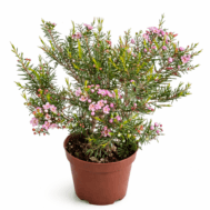 Leptospermum scoparium (Manuka Tea Tree)