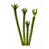 Lotus Dragon Head Lucky Bamboo | 10stalks
