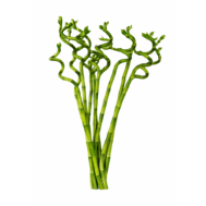 Lucky Bamboo (Dracaena sanderiana)