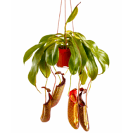 Nepenthes (Tropical Pitcher Plant)