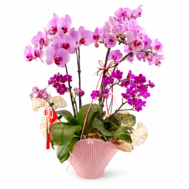 Phalaenopsis Arrangement | Blush Prosperity