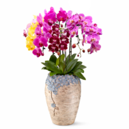 Phalaenopsis Arrangement | Floral Concord