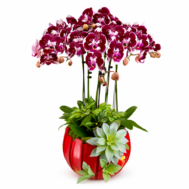Phalaenopsis Arrangement | Ruby Prosperity