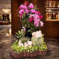 Phalaenopsis Display | Orchid Ascension