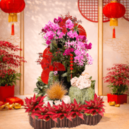 Phalaenopsis Display | Orchid Ascension