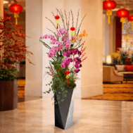 Phalaenopsis | Orchid Poise