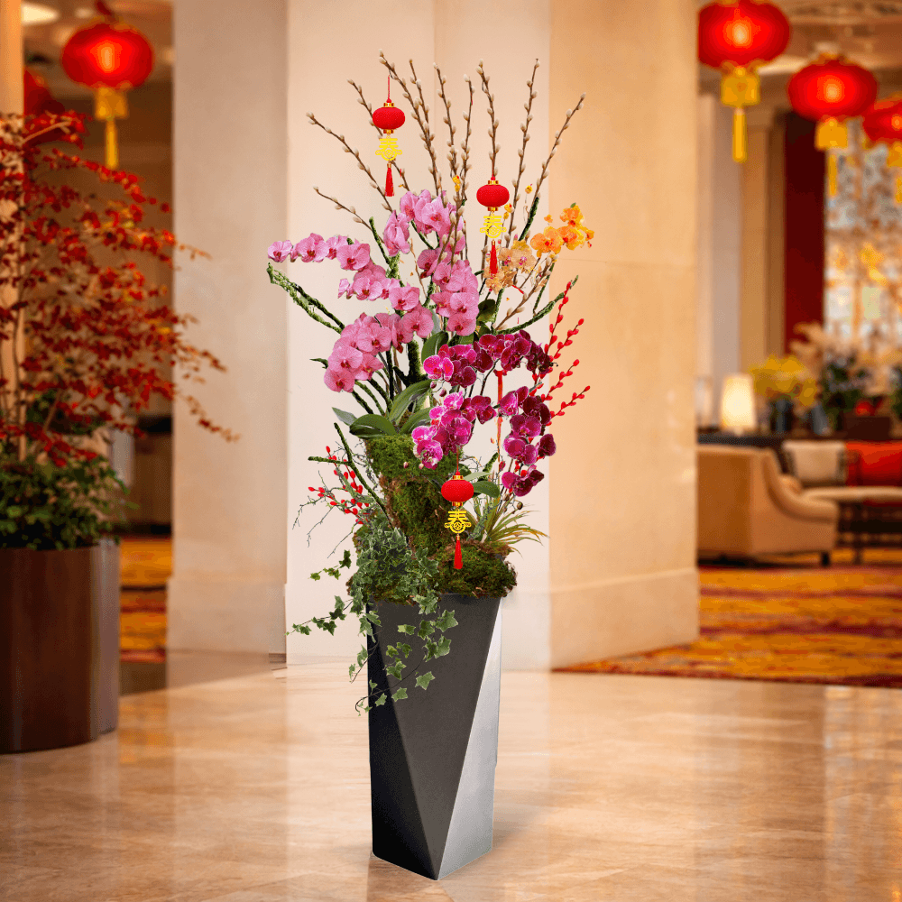 Phalaenopsis | Orchid Poise Phalaenopsis | Orchid Poise