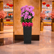 Phaleanopsis Arrangement | Golden Bloom Grandeur