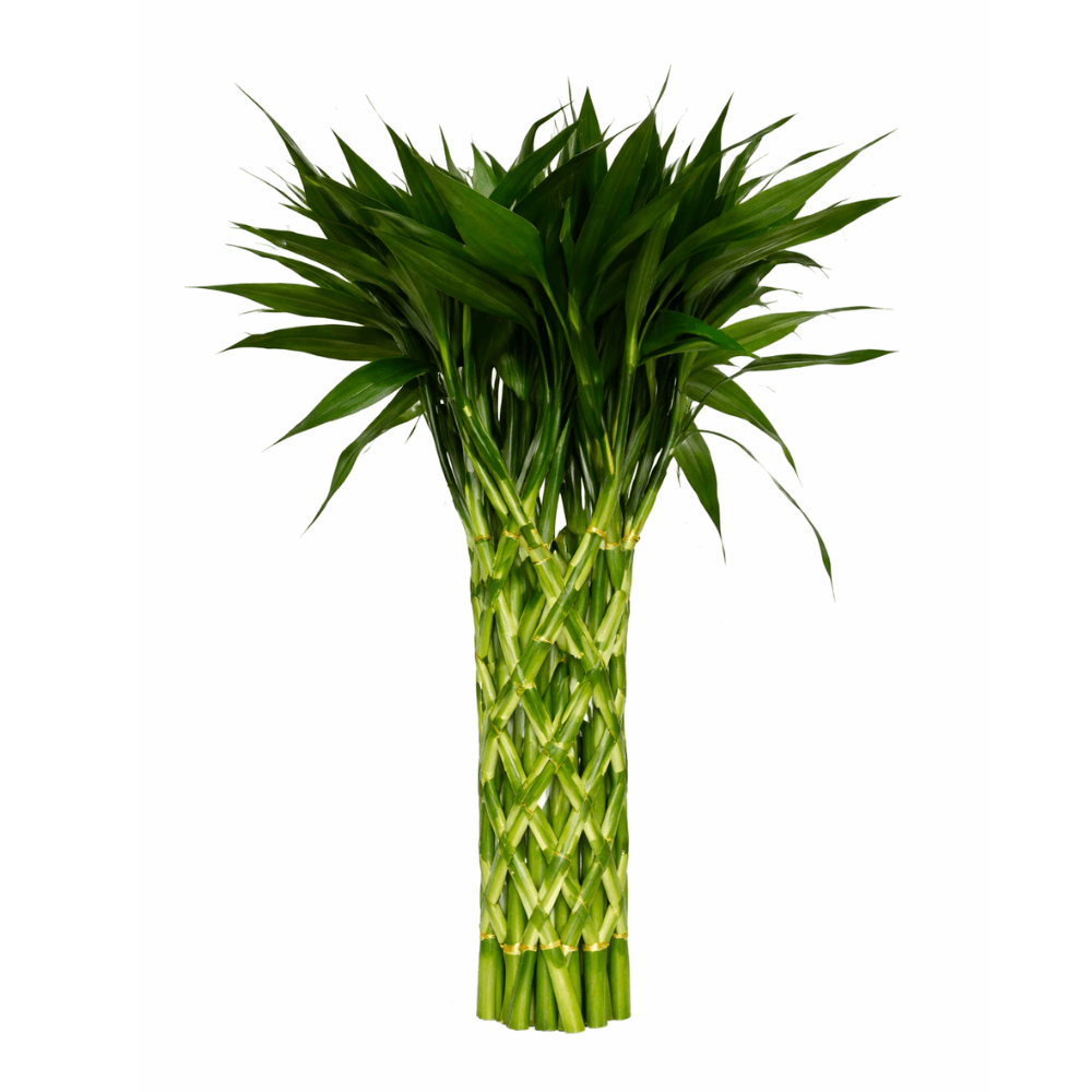 Pleated Lucky Bamboo Pleated Lucky Bamboo