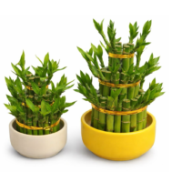 Prosperity Tower Lucky Bamboo