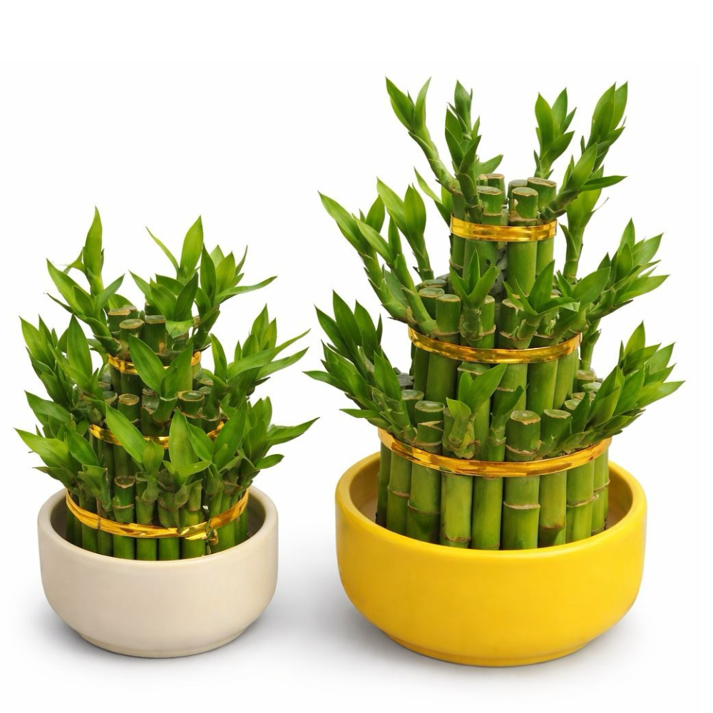 Prosperity Tower Lucky Bamboo Prosperity Tower Lucky Bamboo