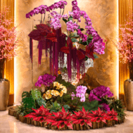 Phalaenopsis Display | Orchid Crescendo