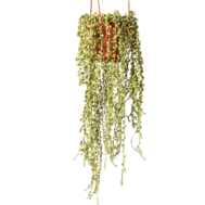 String of Pearls Hanging Plant