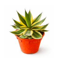 Variegated Agave (Agave americana ‘Variegata’)