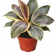 Variegated Cordyline