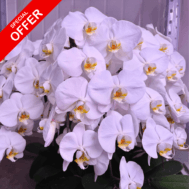 Special Offer | Full Bloom White Phalaenopsis