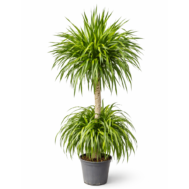 Dracaena reflexa 2-Tier Form