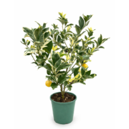 Citrus × limon ‘Variegata’