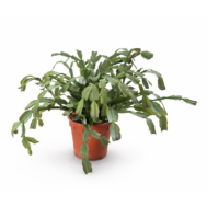 Schlumbergera truncata