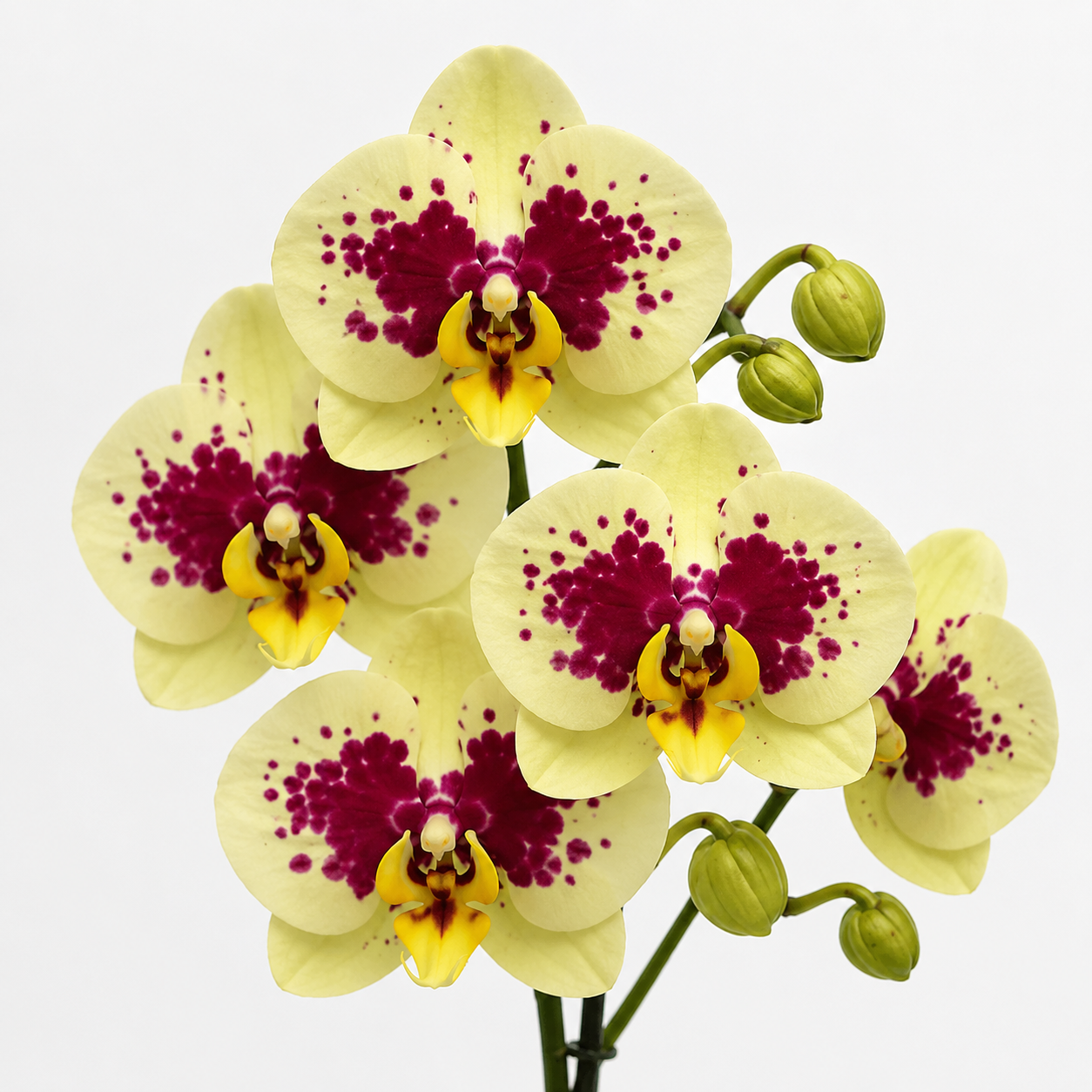 Phalaenopsis Lemon Wine Splash