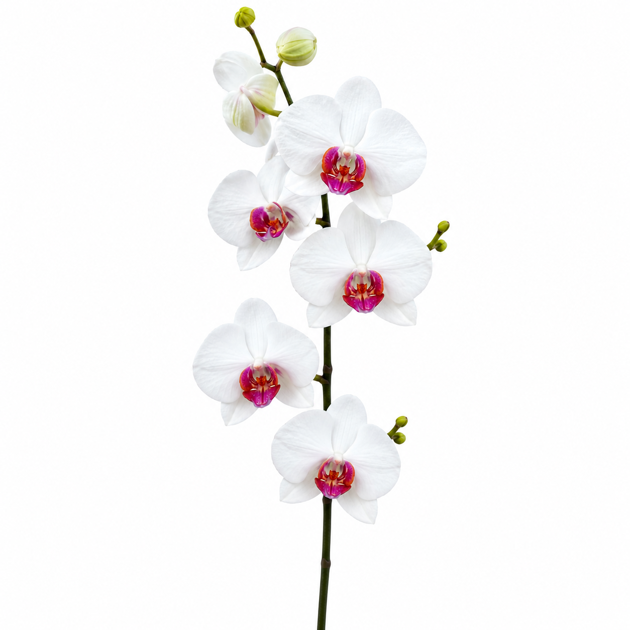 Phalaenopsis Pink Heart orchid plant