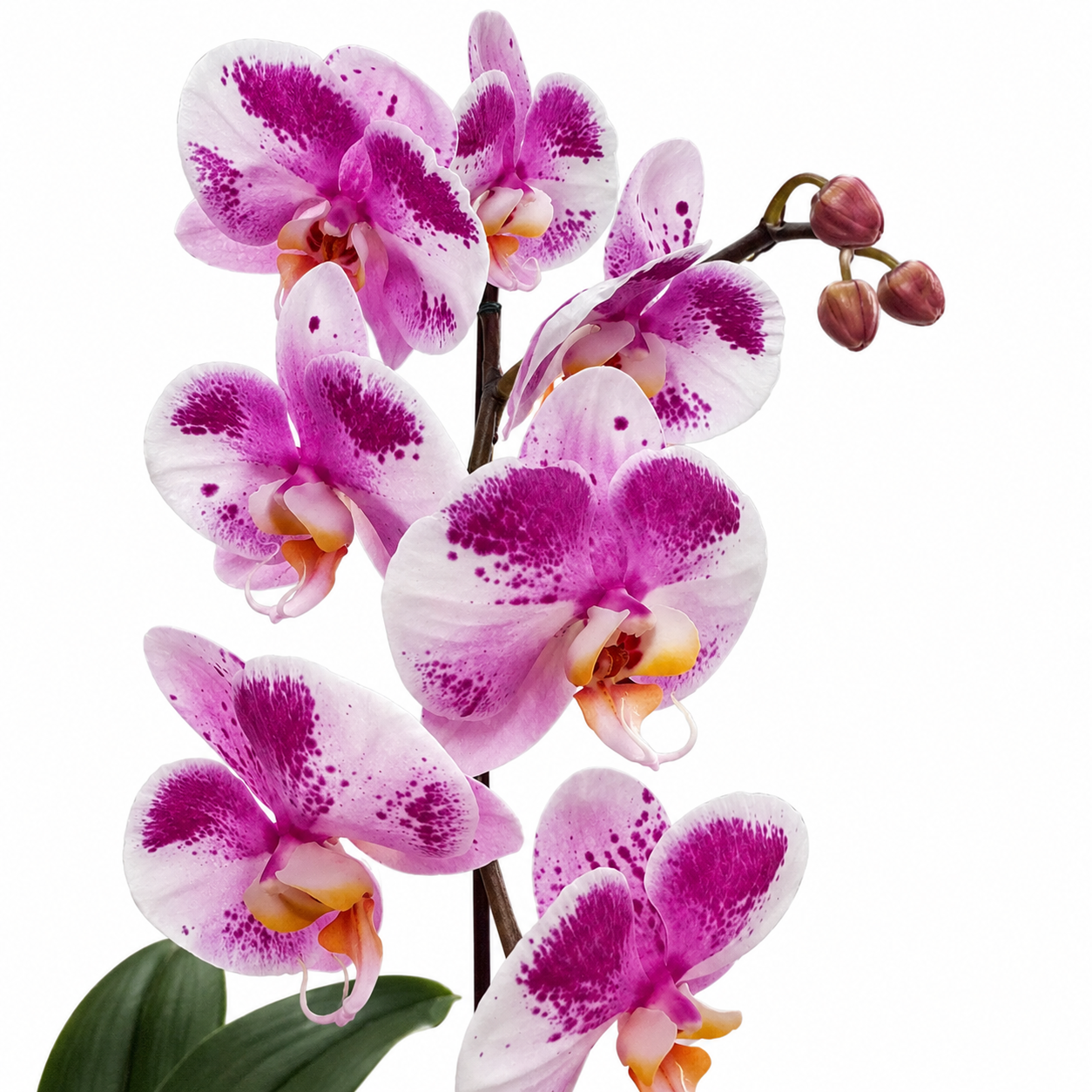 Phalaenopsis Pink Stardust