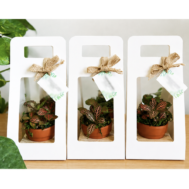 Botanical Window Gift Box