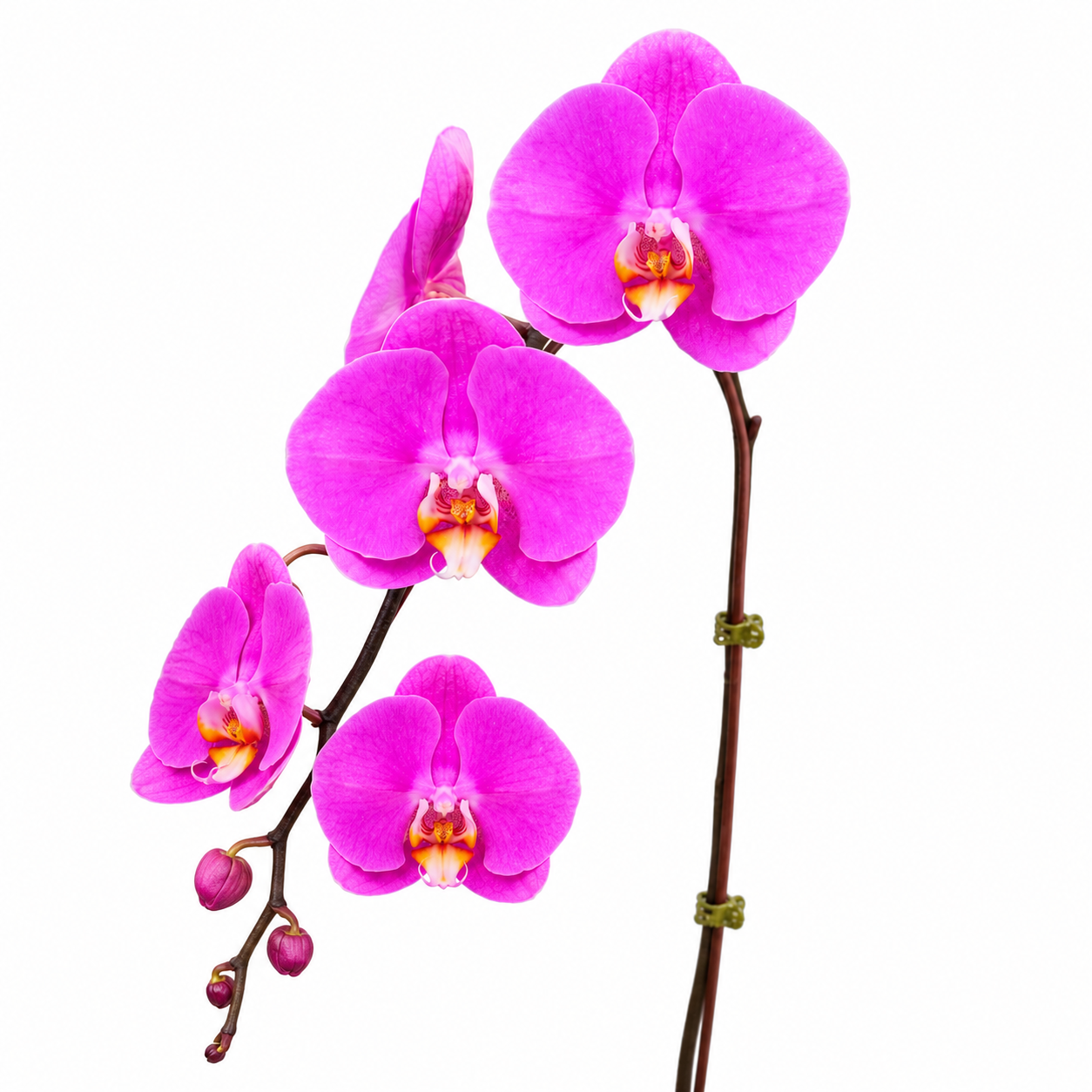 Phalaenopsis 'Radiant Fuchsia' orchid plant
