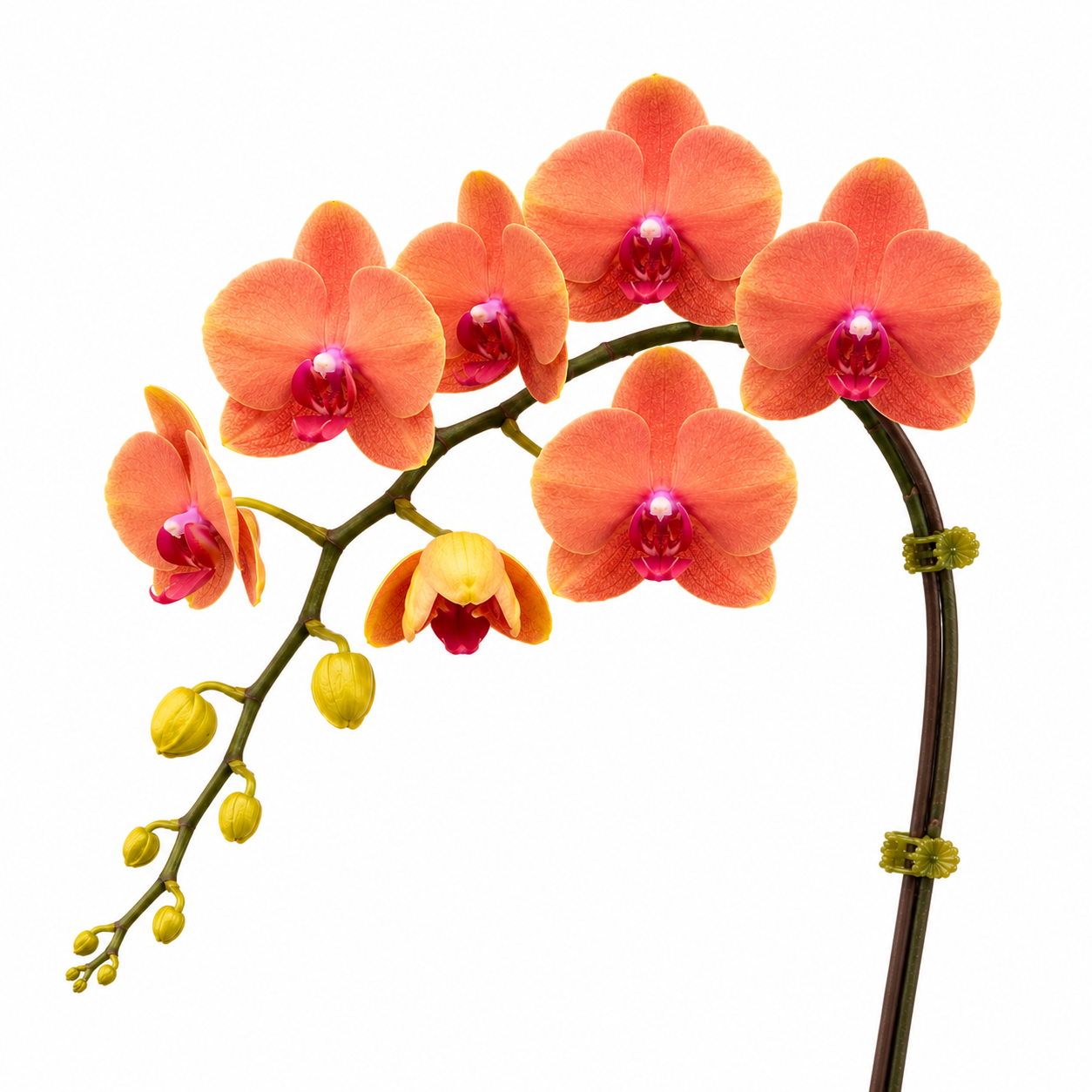Phalaenopsis 'Apricot Glow' orchid plant