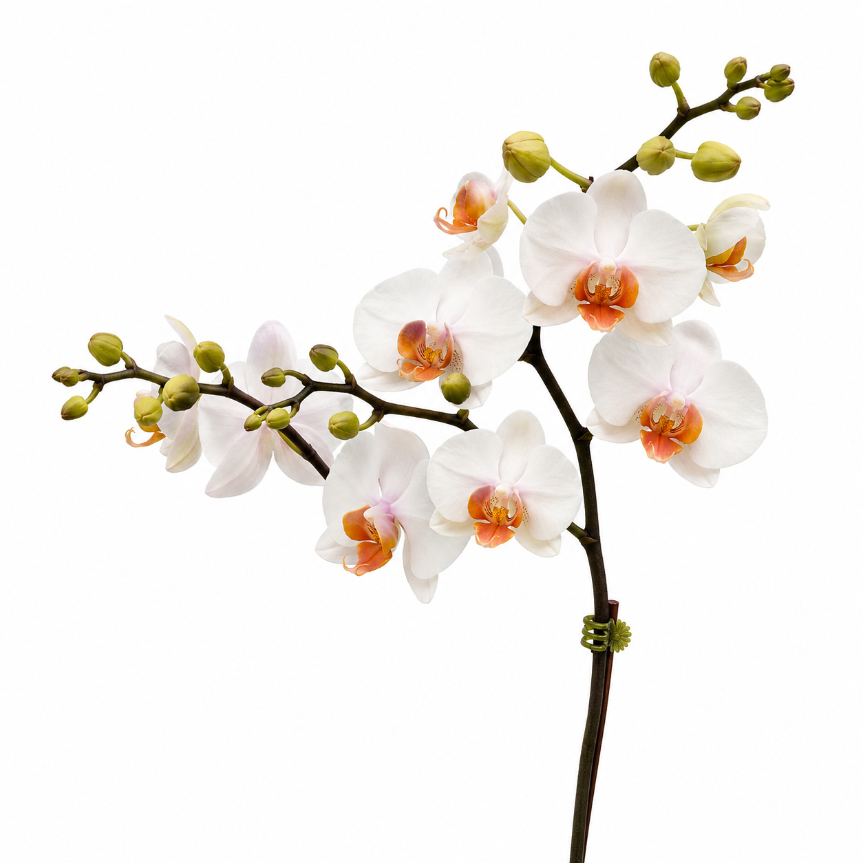 Phalaenopsis 'Ivory Sunset' orchid plant