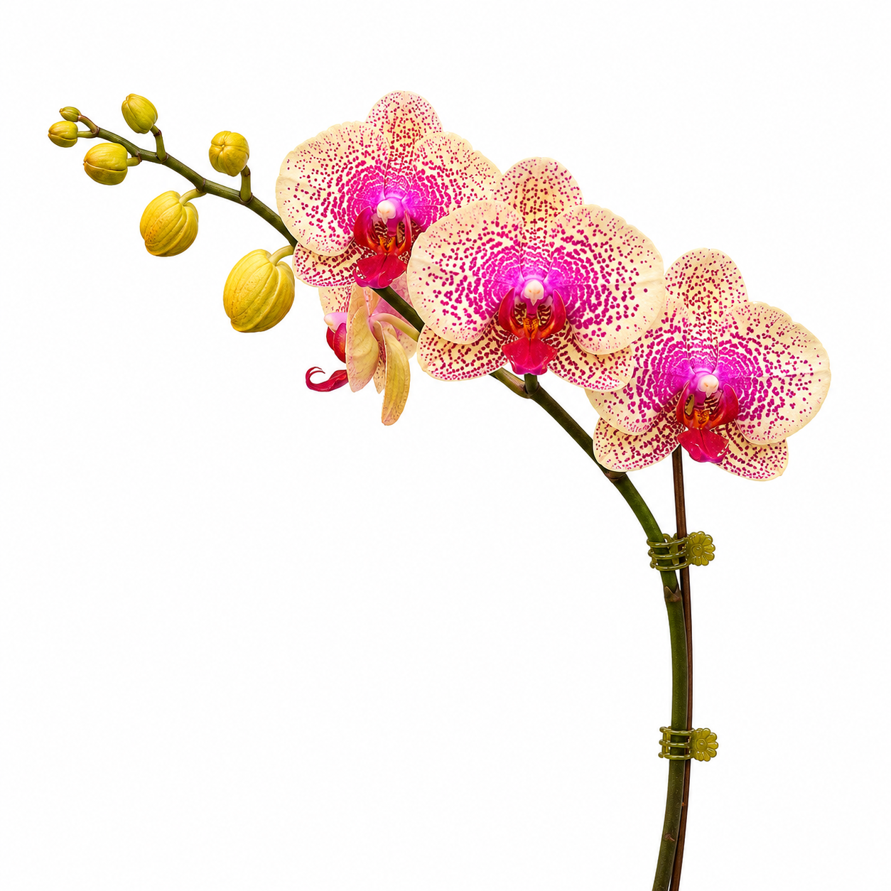 Phalaenopsis 'Pink Freckles' orchid plant