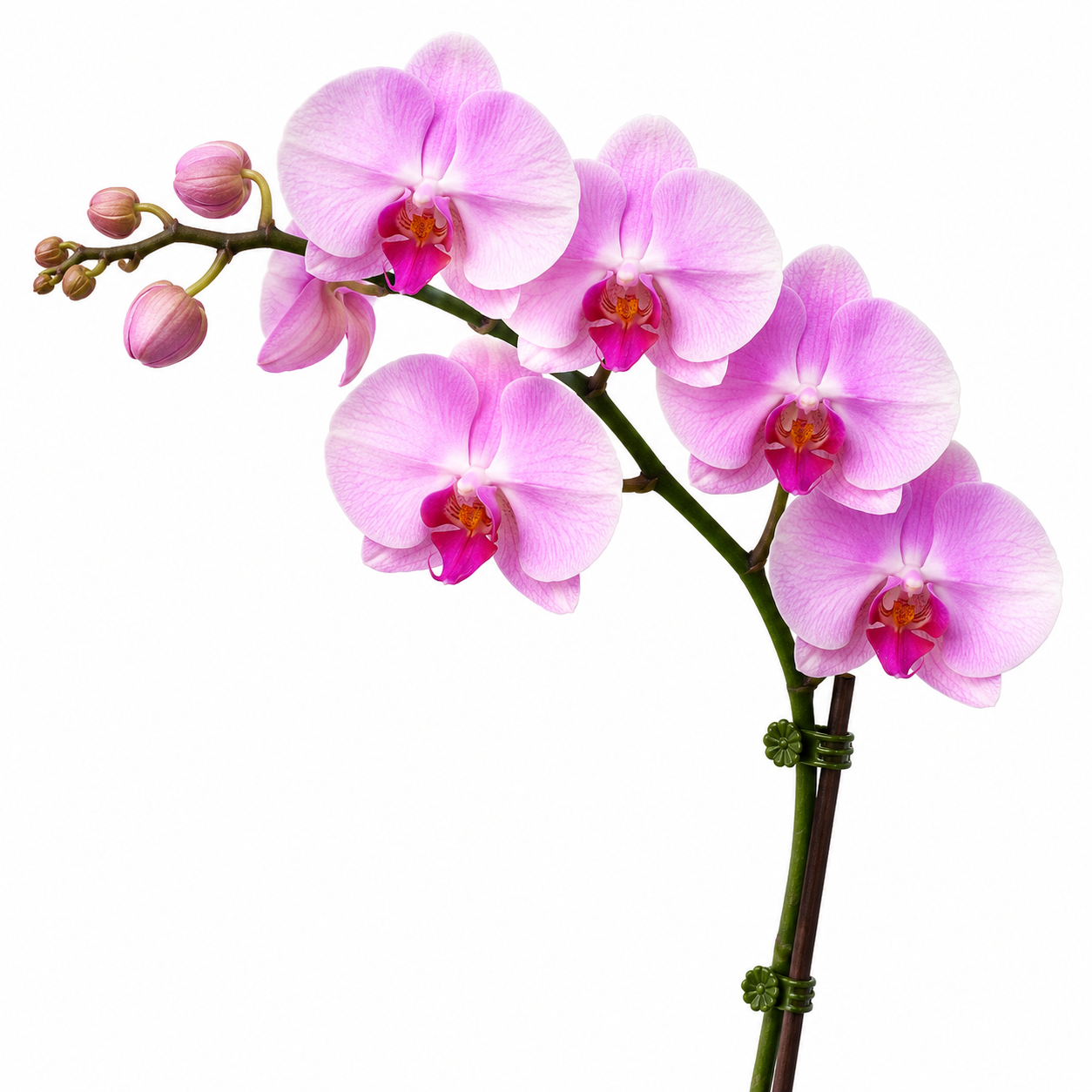 Phalaenopsis 'Soft Pink Grace' orchid plant