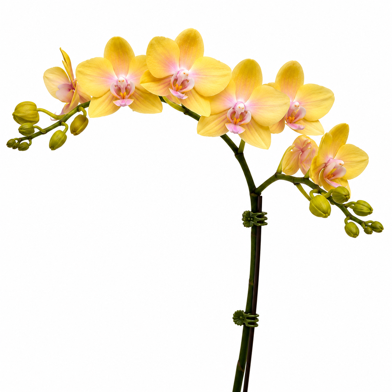Phalaenopsis 'Golden Dawn' orchid plant