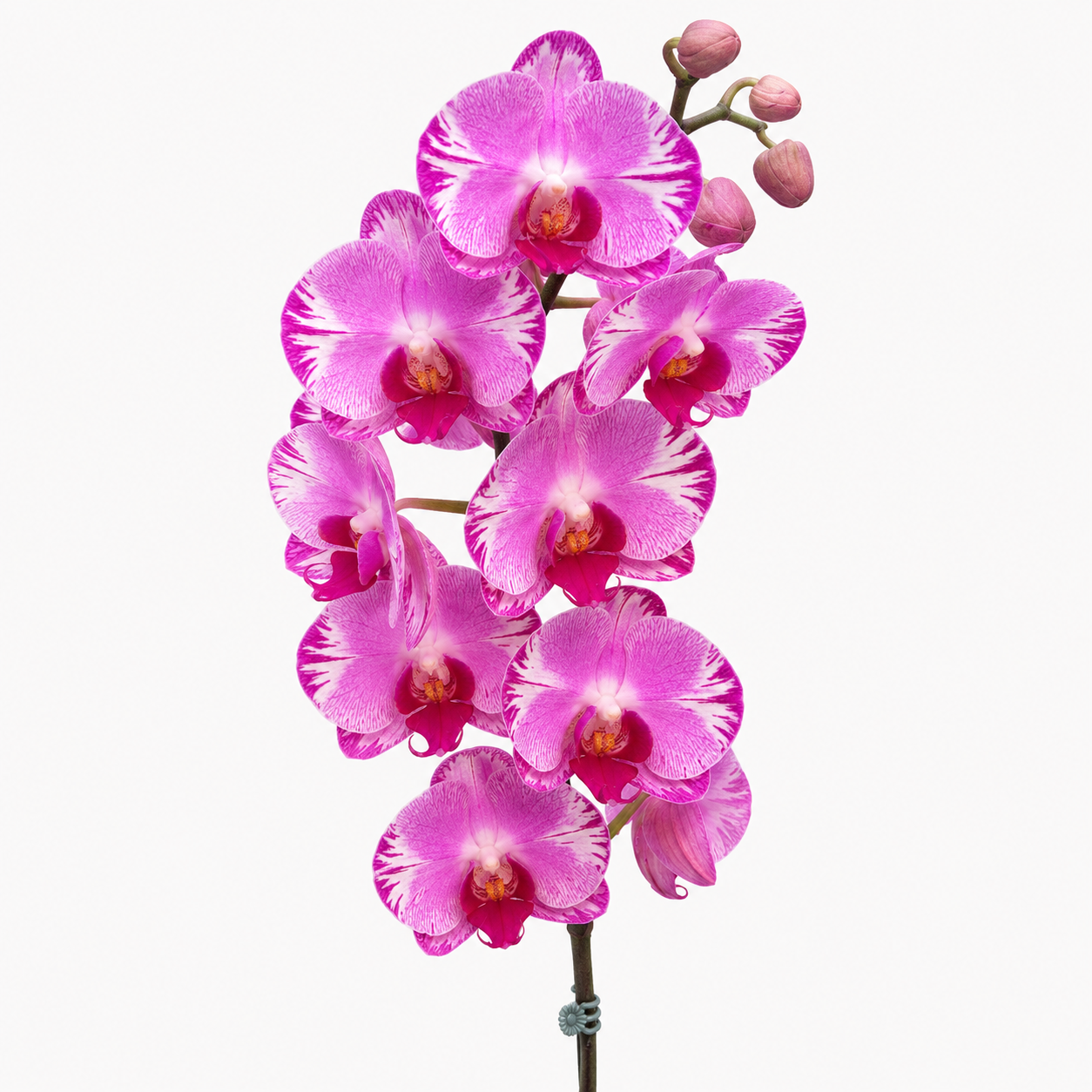 Phalaenopsis 'Pink Firework' orchid plant