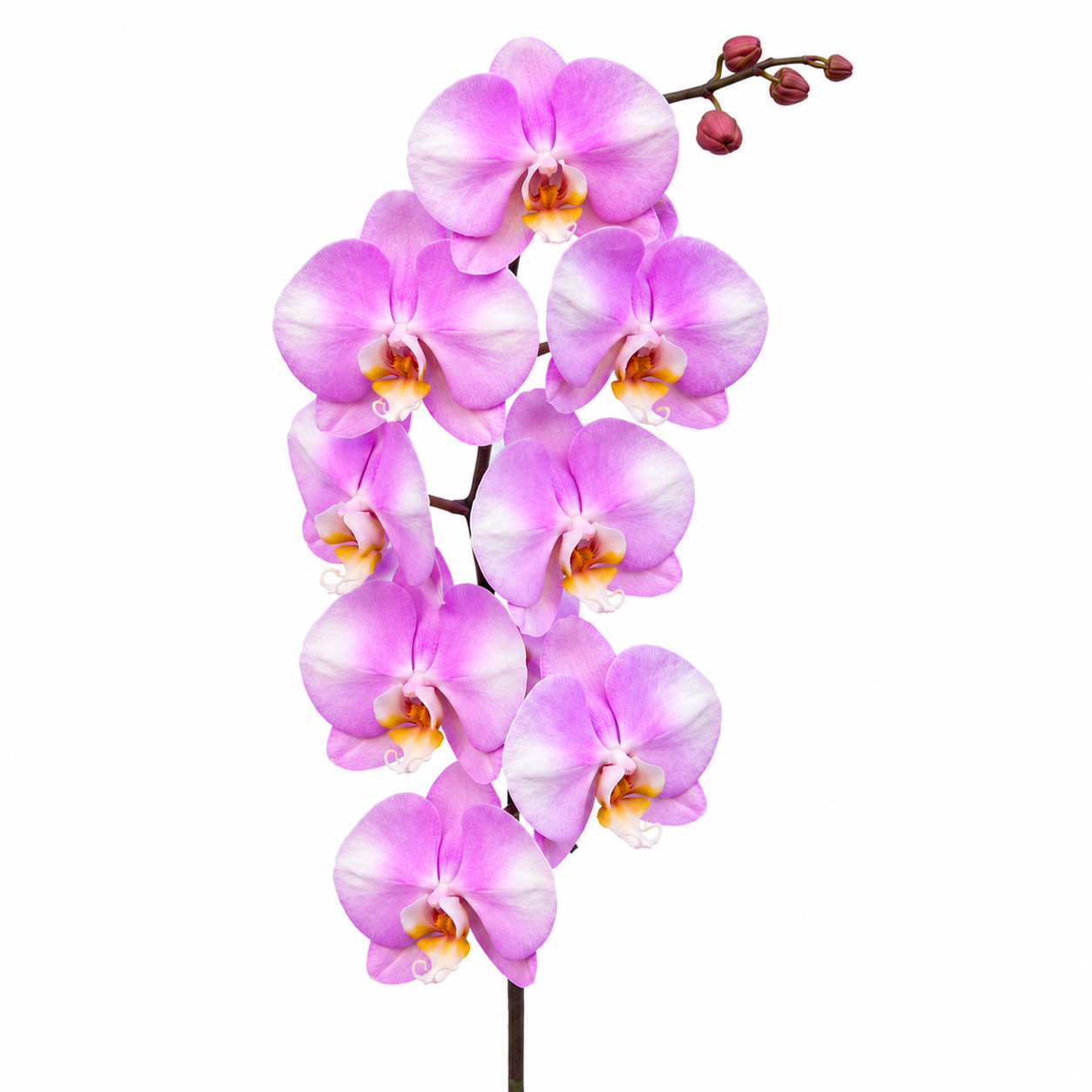 Phalaenopsis 'Blush Harmony' orchid plant