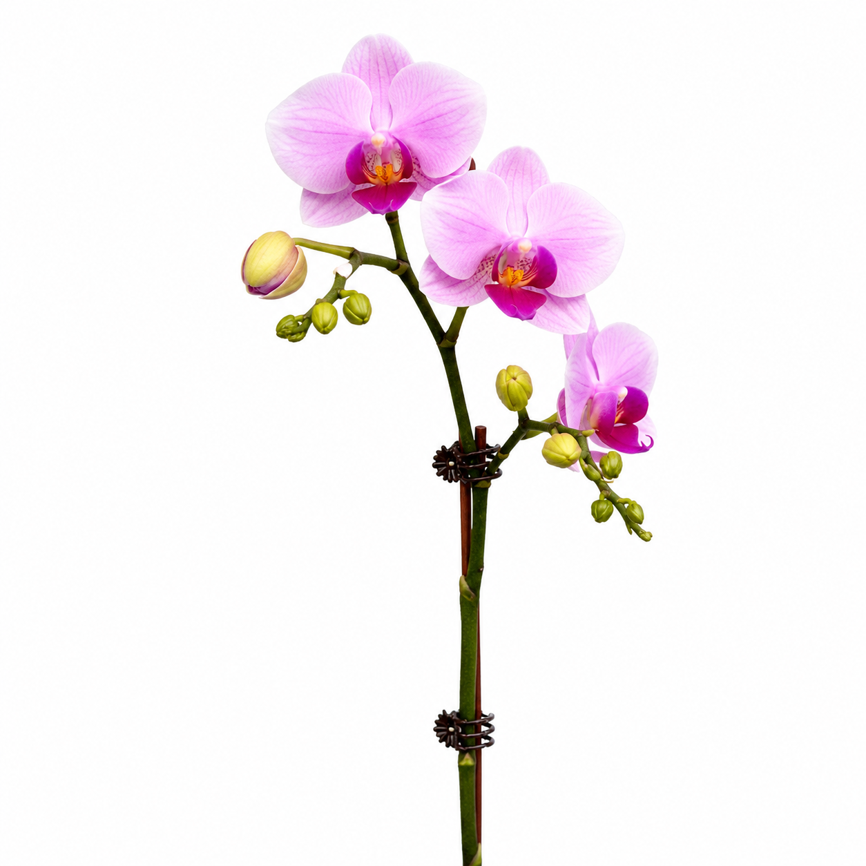 Phalaenopsis 'Pink Whisper' orchid plant