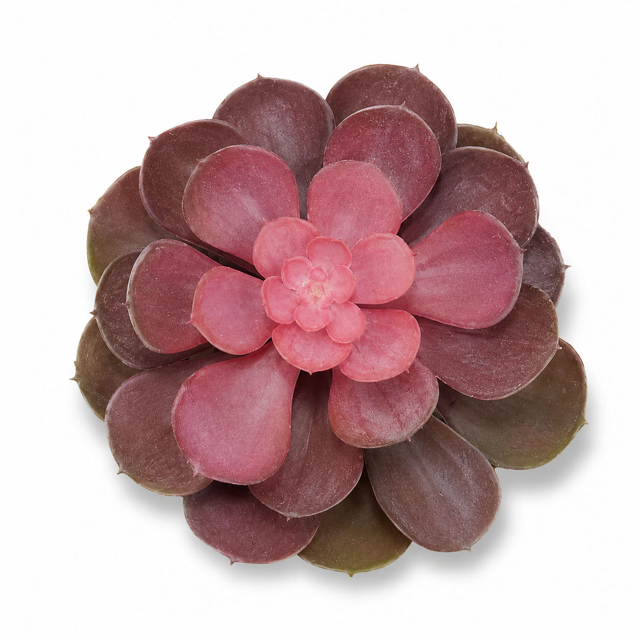 Artificial Blushing Burgundy Rosette Succulent with pink centre