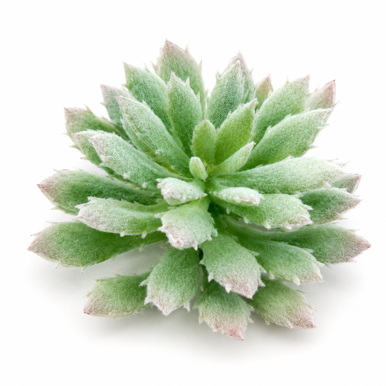 Artificial Frosted Mint Star Succulent for terrariums