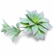Artificial Lime Blush Succulent with trailing stem