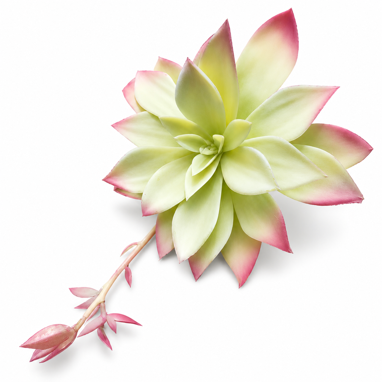 Artificial Pastel Mint Double Rosette Succulent with mint leaves