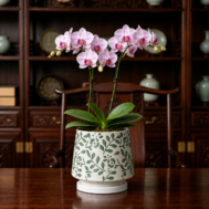 Blushing Jade Elegance orchid arrangement image 2