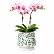 Phalaenopsis Arrangement | Blushing Jade Elegance