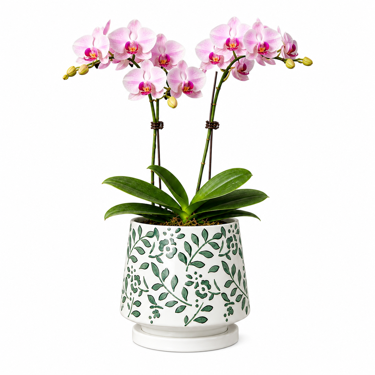Phalaenopsis Arrangement | Blushing Jade Elegance