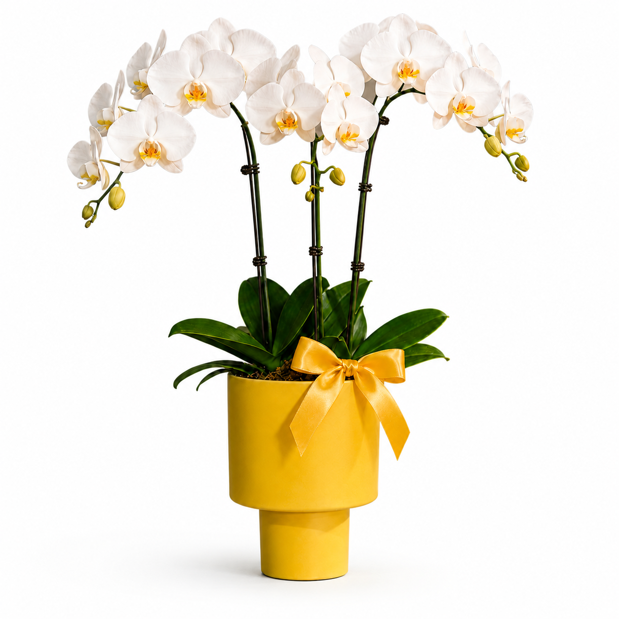 Phalaenopsis Arrangement | Golden Sunrise Grandeur